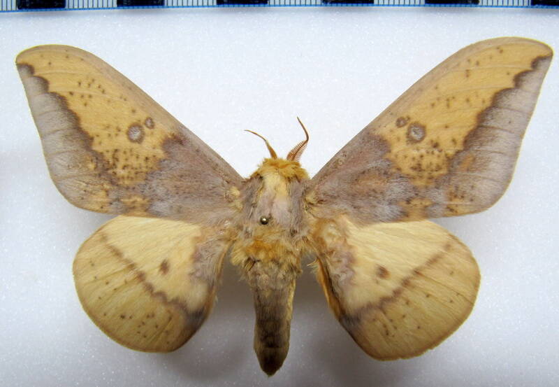 eacles_imperialis_opaca_arg_m03-standard.jpg