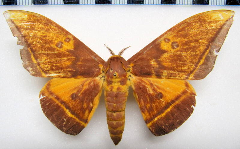 eacles_masoni_fulvaster_gf_m-standard.jpg