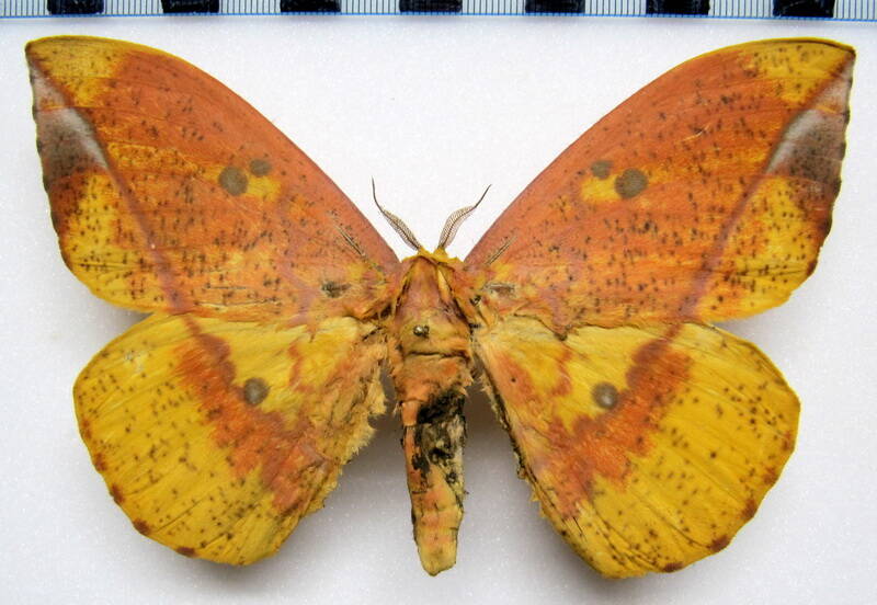 eacles_ormondei_mex_m-standard.jpg