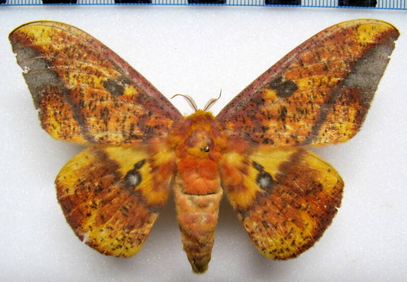 eacles_ormondei_niepelti_eq_m-standard.jpg