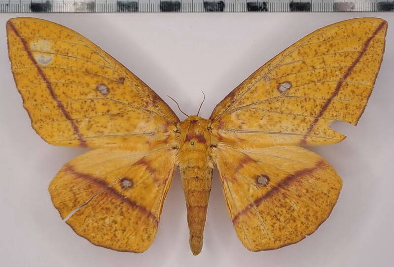 eacles_penelope_f_vnz-standard.jpg