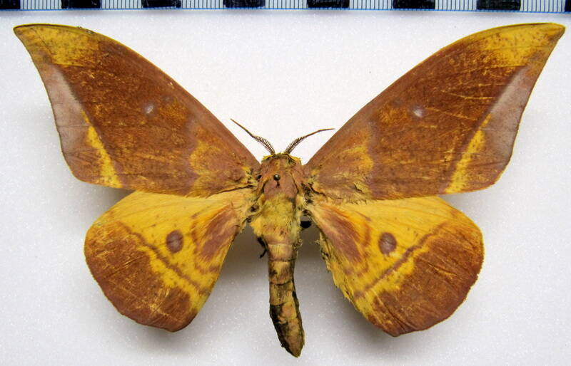 eacles_sp_mex_m-standard.jpg