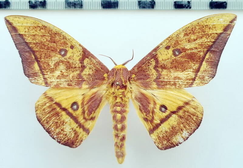 eacles_tyrannus_m_eq-standard.jpg