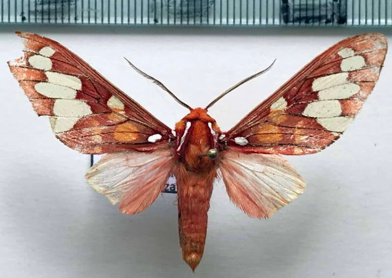 echeta_grandis_m_eq-standard.jpg