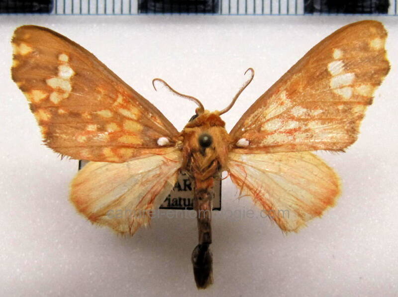 echeta_pandiona_m_eq-standard-apesgv.jpg