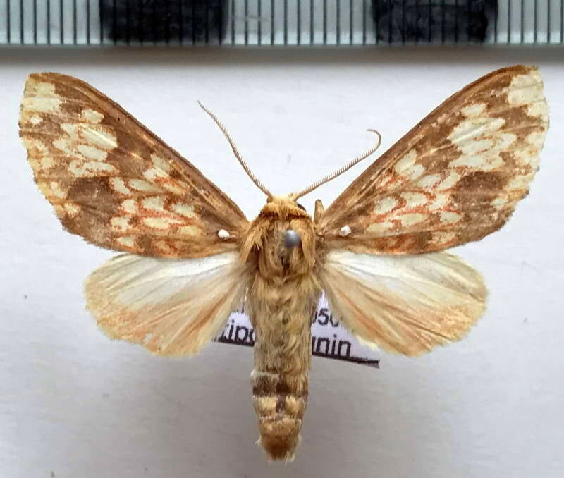 echeta_rhodocyma_m_per-standard.jpg
