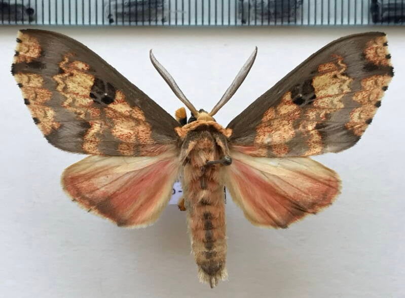 echeta_trinotata_m02_eq-standard.jpg