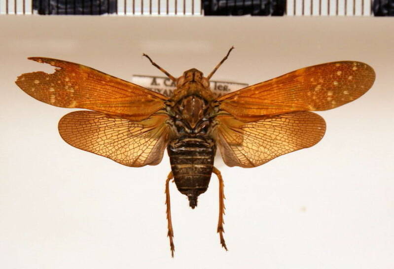 echetra_nebulosa_Guyane fr