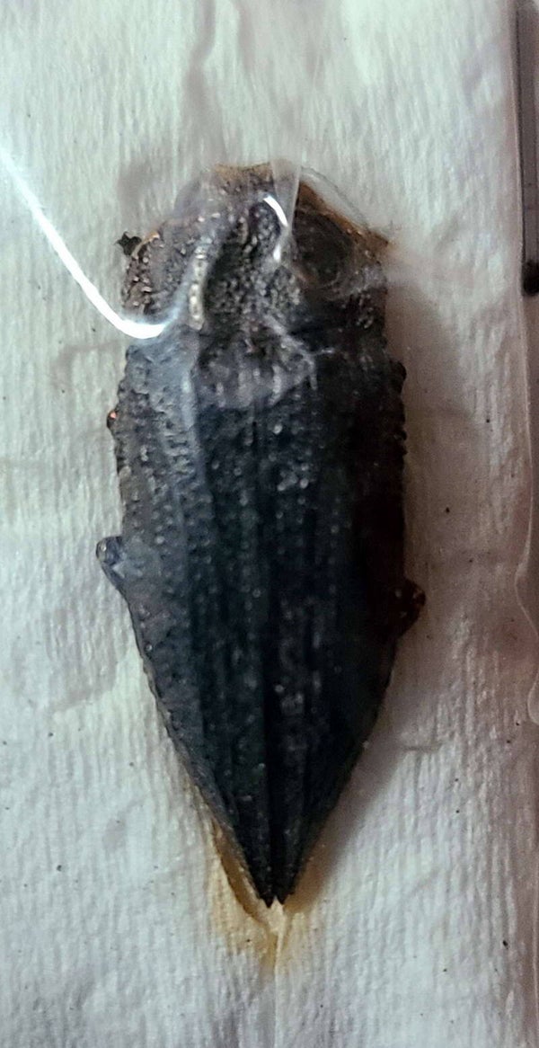 Echinogonia buqueti Chine