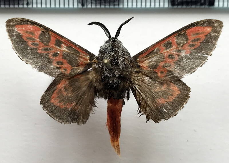 edebessa_bicolor_m_eq-standard.jpg