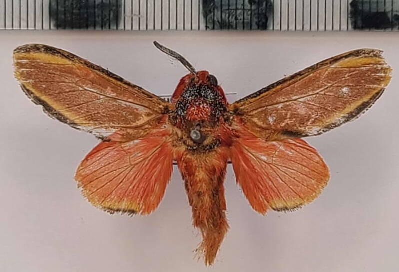 edebessa_purens_m_per-standard.jpg
