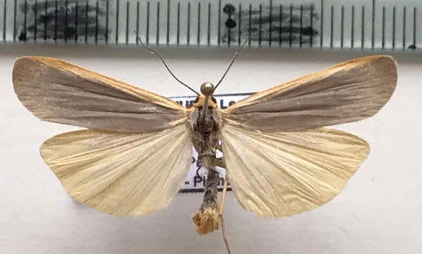 Eilema lurideola mâle France