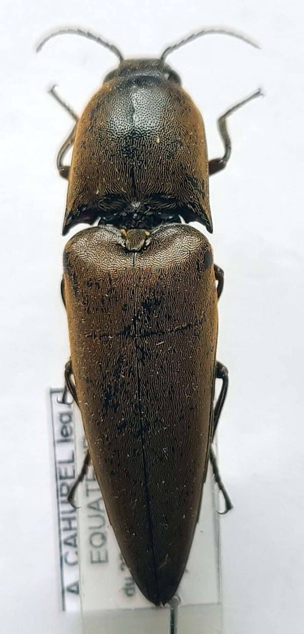Elateridae sp  Equateur