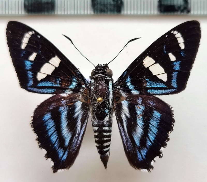 Hesperiidae