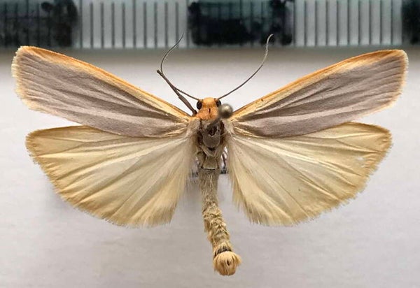 Eilema complana mâle France