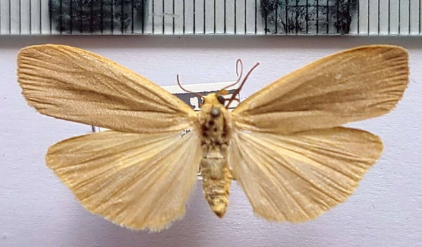 Eilema griseola mâle France