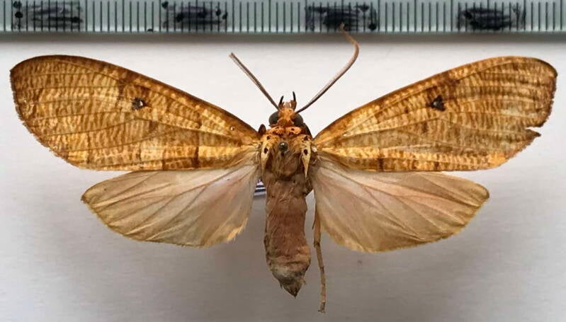 elysius_aurantiacus_m_eq-standard.jpg