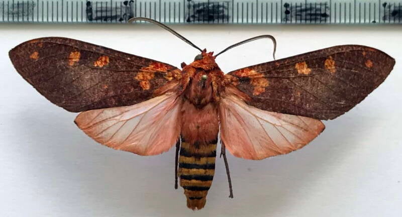 elysius_cingulata_m_bresil-standard.jpg