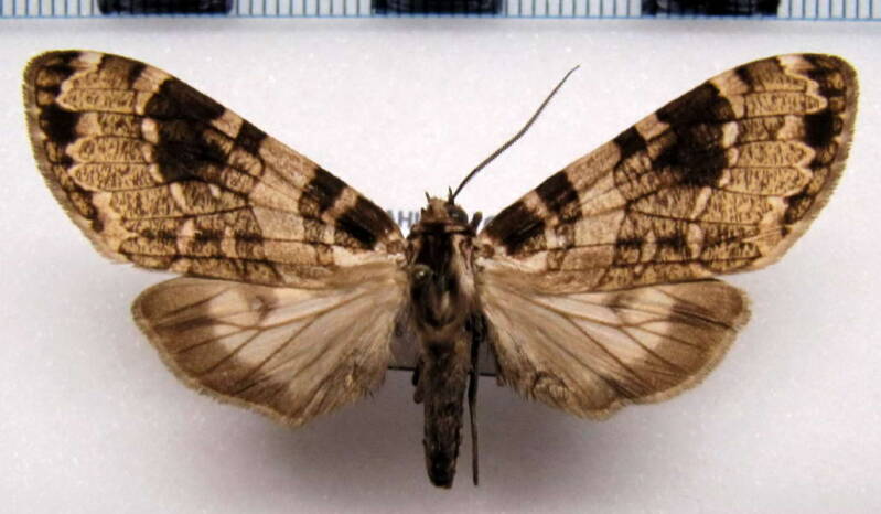 elysius_melanoplaga01_bolivie-standard.jpg