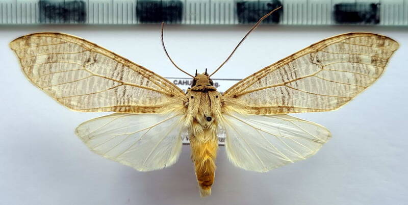 elysius_polystrigata_m_col-standard.jpg