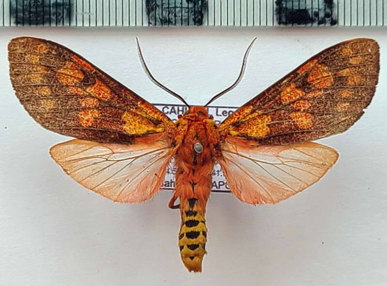 elysius_sp1166_m_eq-standard.jpg