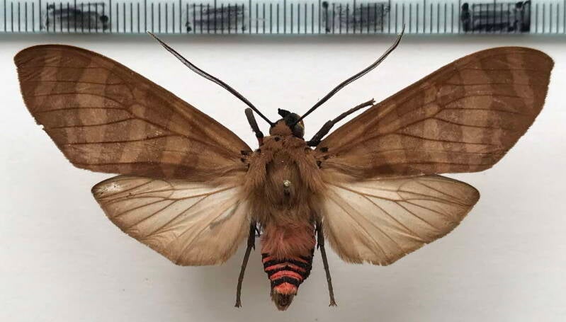 elysius_superba_m_eq-standard-rbgg3k.jpg