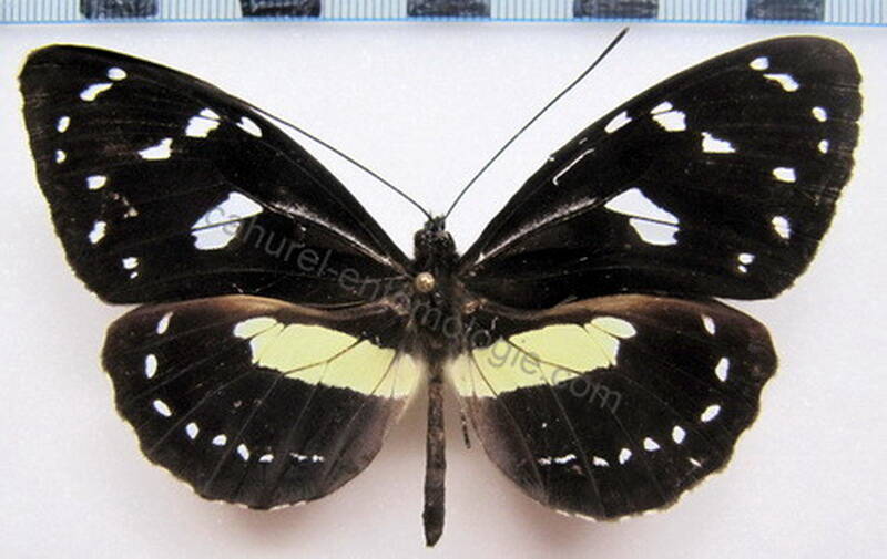elzunia_humboldt_bomplandii_col-standard.jpg