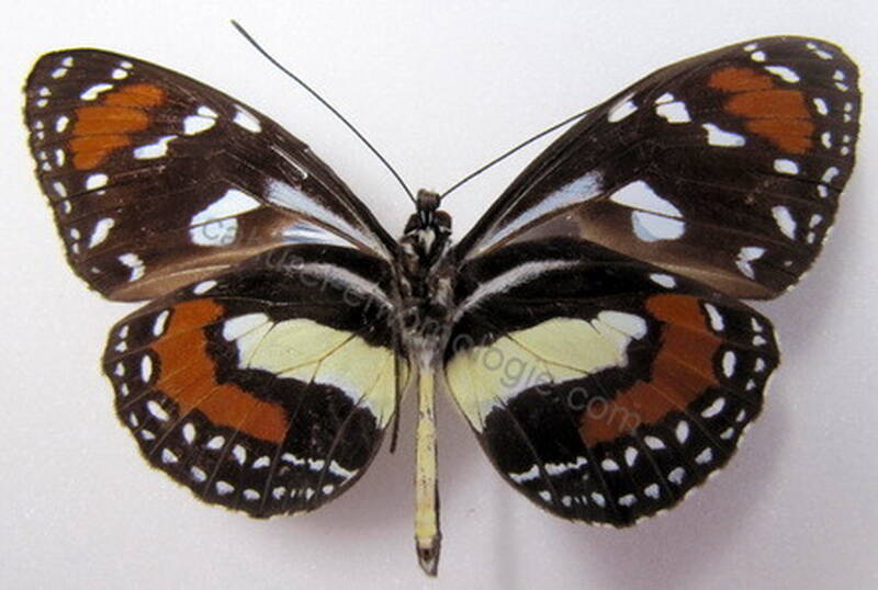elzunia_humboldt_bomplandii_col_verso-standard.jpg