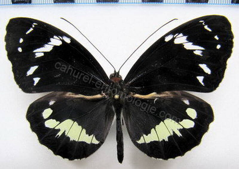 elzunia_humboldt_eq_m02-standard-dd9qax.jpg