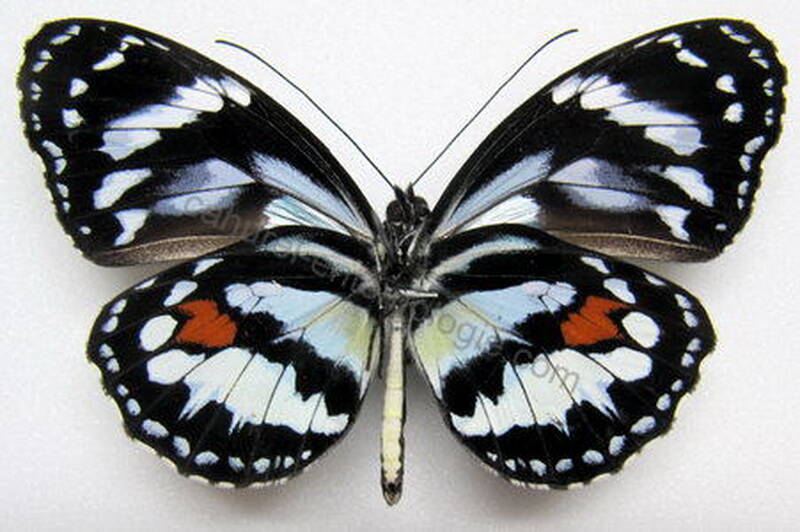 elzunia_humboldt_verso02-standard-dwwfap.jpg