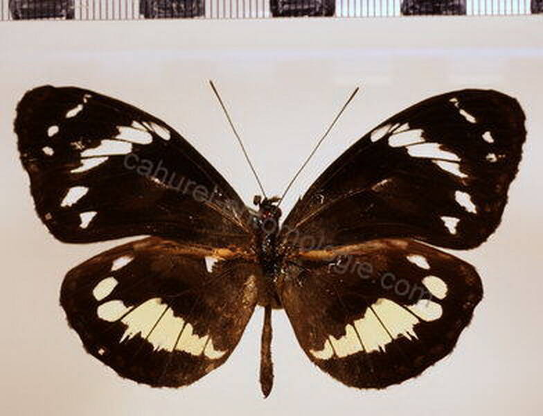 elzunia_humboldti_recto-standard.jpg
