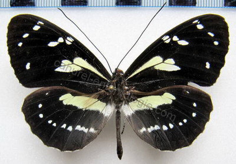 elzunia_pavonii_f_perou-standard.jpg