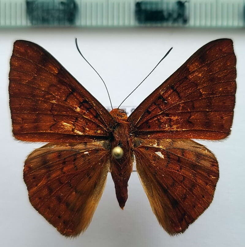 Emesis mandana mâle A1-  Equateur