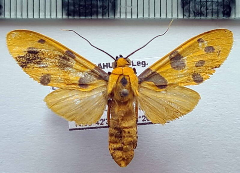 emurena_quinquepunctata_f_eq-standard-wqtwn4.jpg