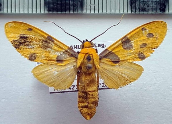 Emurena quinquepunctata femelle A1- Equateur