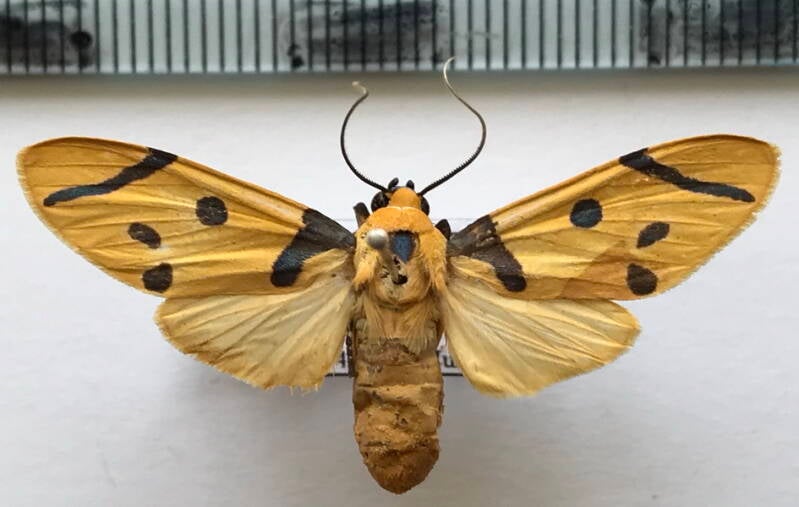 emurena_tripunctata_m_panama-standard.jpg