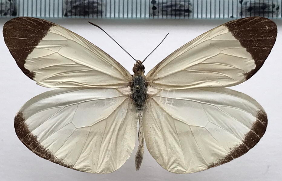 Enantia lina mâle A1-  Equateur