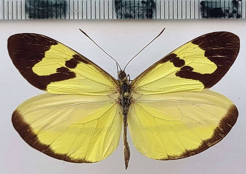 enantia_melite_linealis_m02_eq-standard-c15har.jpg