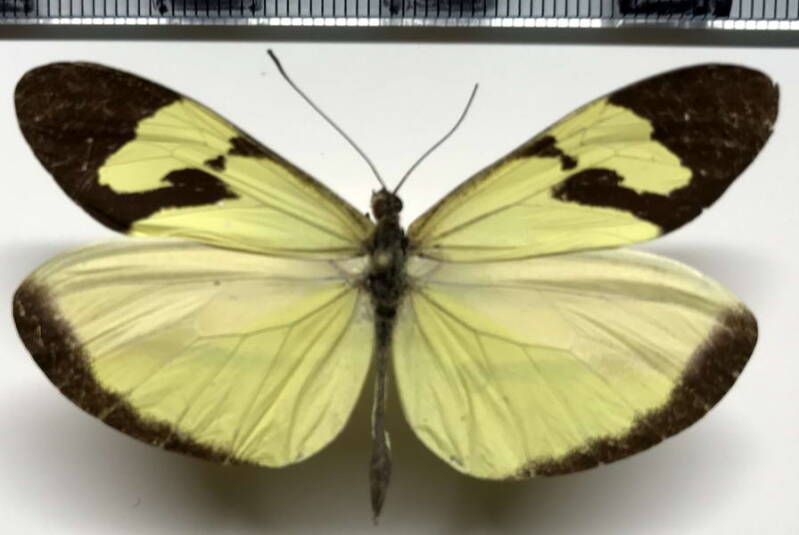 enantia_melite_linealis_m_eq-standard.jpg