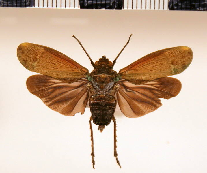 enchophora-tuberculata_Guyane fr