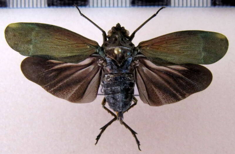 enchophora_tuberculata_02_Guyane fr