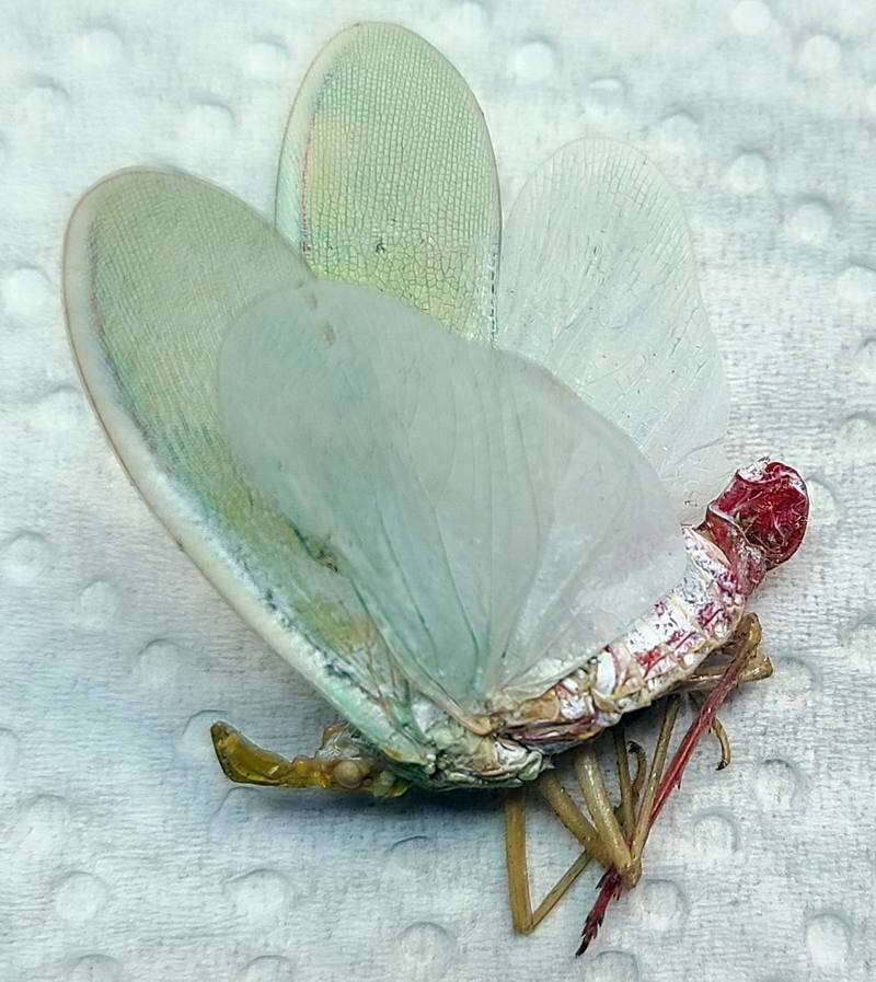 encophora_prasina_Equateur