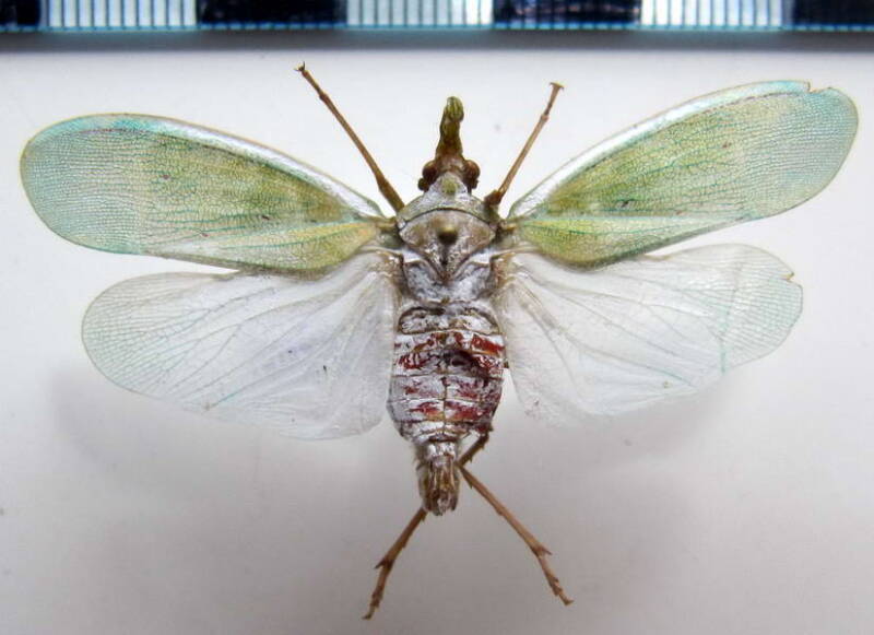 encophora_prasina_Guyane fr