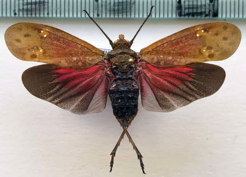 encophora_sanguinea_m_eq-standard-plm5ot.jpg