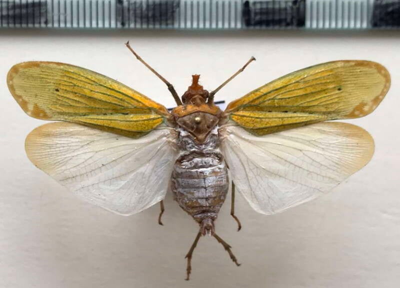 encophora_sp778_m_Equateur