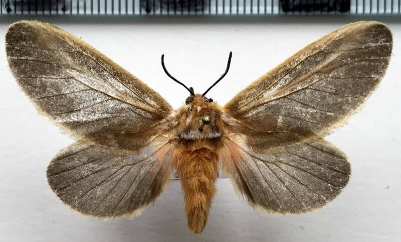 endobrachys_revocans_f_gf-standard.jpg