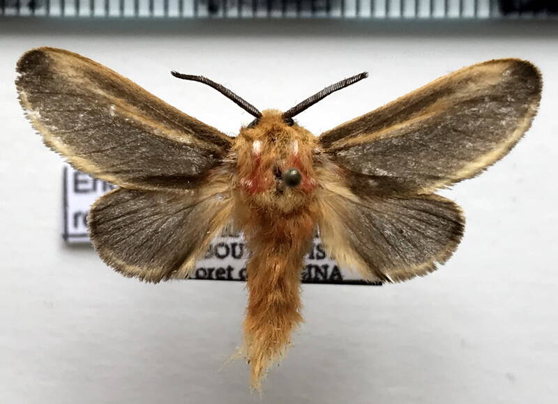 endobrachys_revocans_m_gf-standard.jpg
