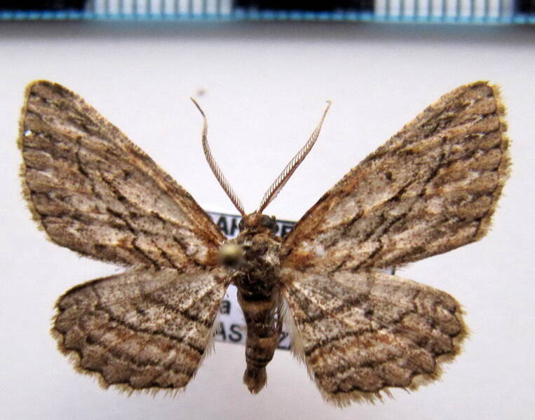 ennominae_eq_sp06-standard.jpg