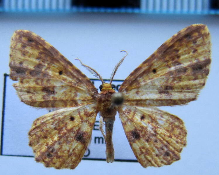 eois_eq_sp03-standard.jpg