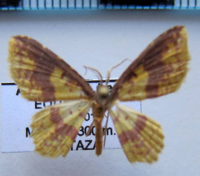 eois_eq_sp05-standard.jpg